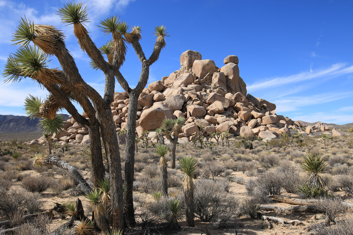 Spektakuläre Felsformationen finden sich an den Granitfelsen in Joshua Tree. | Foto: Fabian Hagenauer